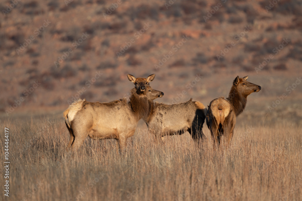 Naklejka premium Elk in the Wichita Mountains