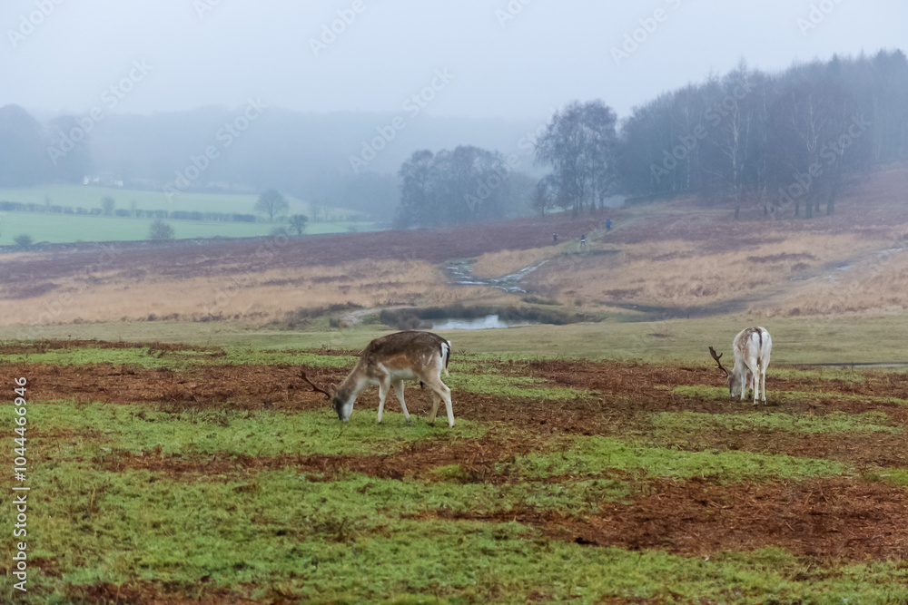 Naklejka premium Bradgate Park ,UK in wintertime. with deer around.
