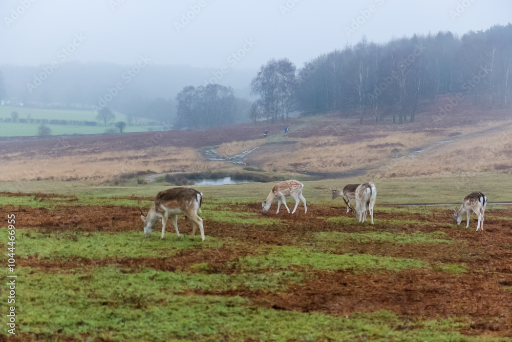 Fototapeta premium Bradgate Park ,UK in wintertime. with deer around.
