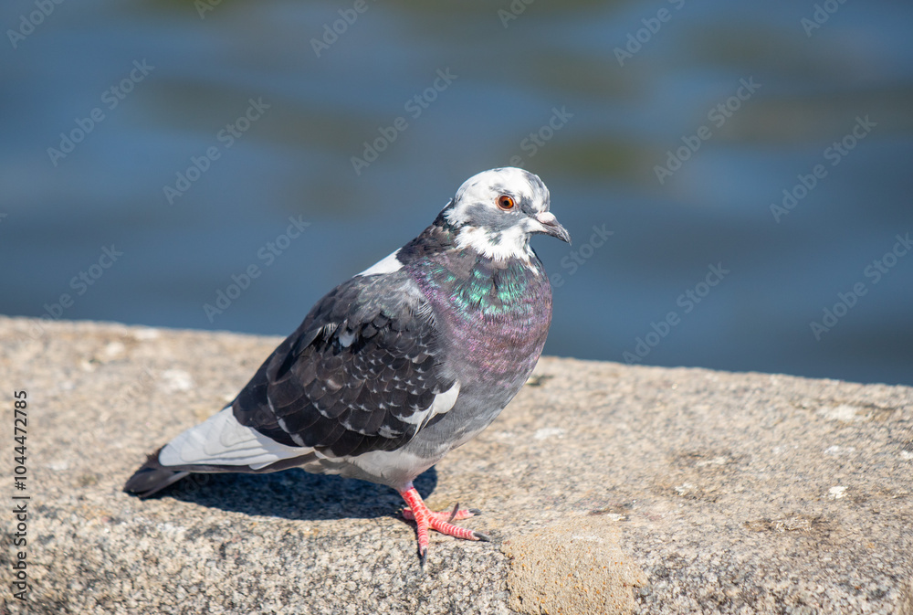 A pigeon is sitting on a rock near a body of water A pigeon is sitting on a rock near a body of water