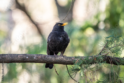 A black bird is perched on a tree branch