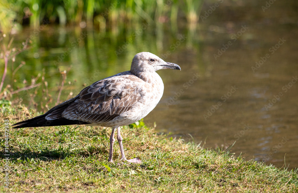 A seagull is standing on the grass near a body of water A seagull is standing on the grass near a body of water