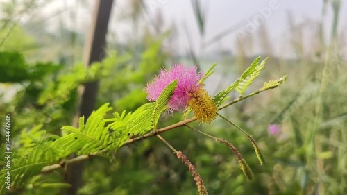 Shami plant flower scientific name Prosopis cineraria closeup leaves and flower selective focus on natural background. photo