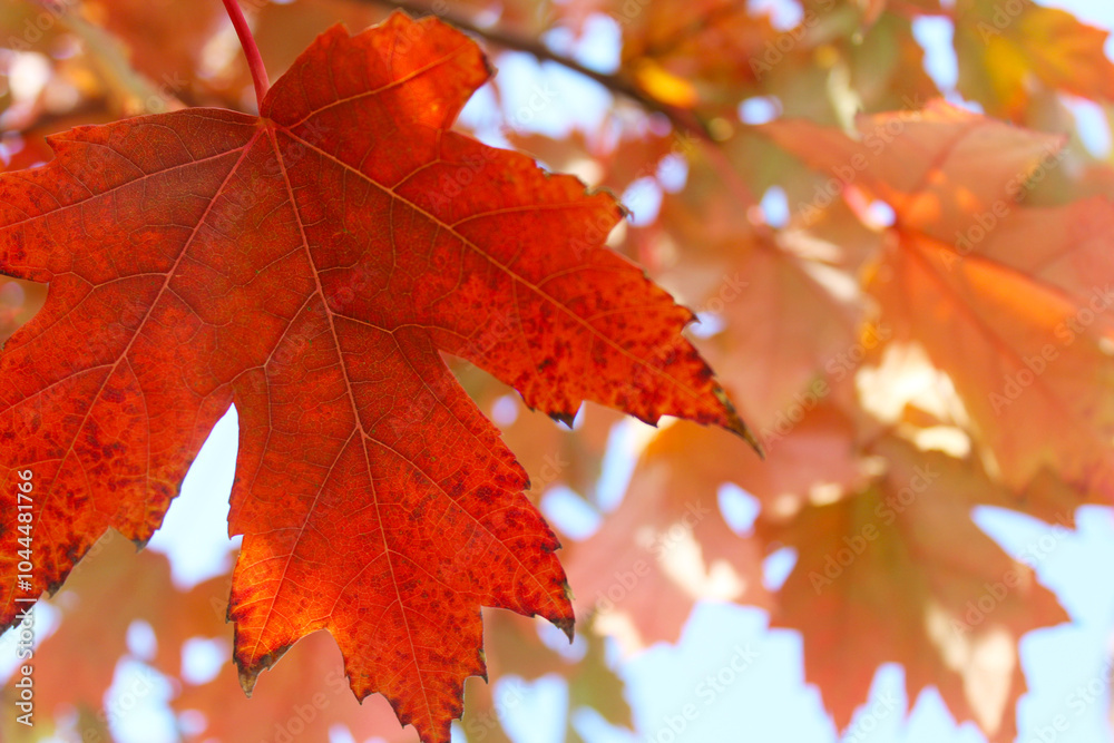Fototapeta premium autumn red maple leaves on a branch