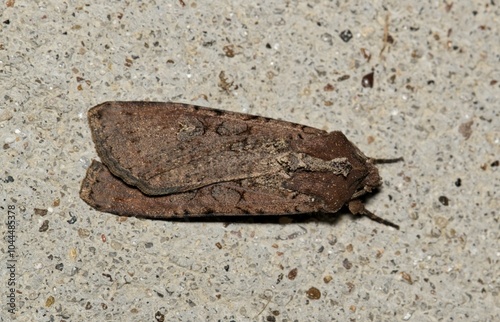 Pearly underwing moth Peridroma saucia insect nature Springtime pest control. photo