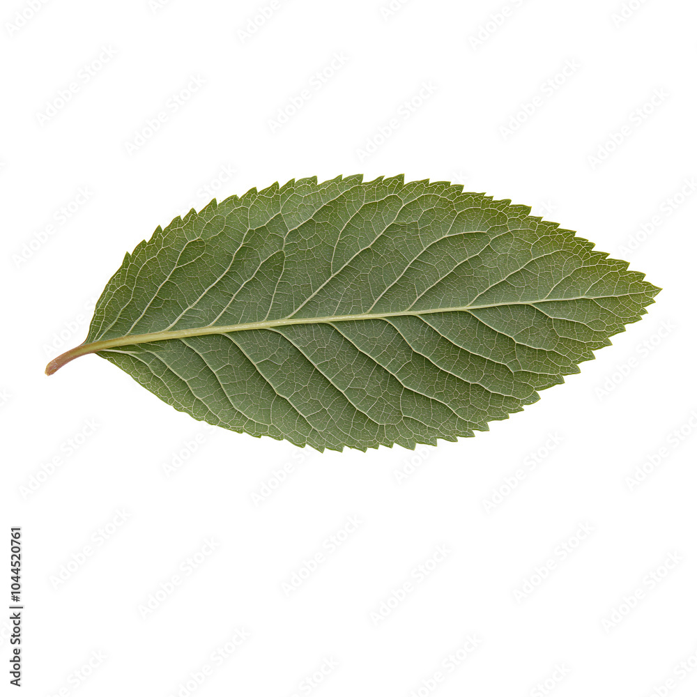 Obraz premium A close-up image of a green leaf with textured details and a dark background, showcasing its natural beauty and vibrant hue.