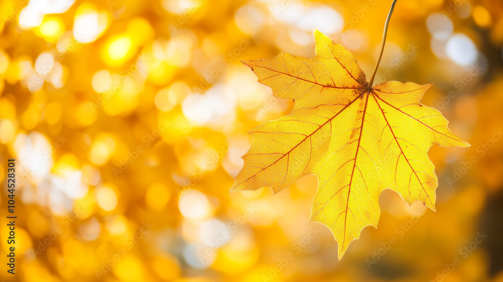 A close-up of a bright yellow leaf, part of an orange tree. The background is blurred, showing a golden park on a sunny October day. A close-up of a bright yellow leaf, part of an orange tree. The background is blurred, showing a golden park on a sunny October day.
