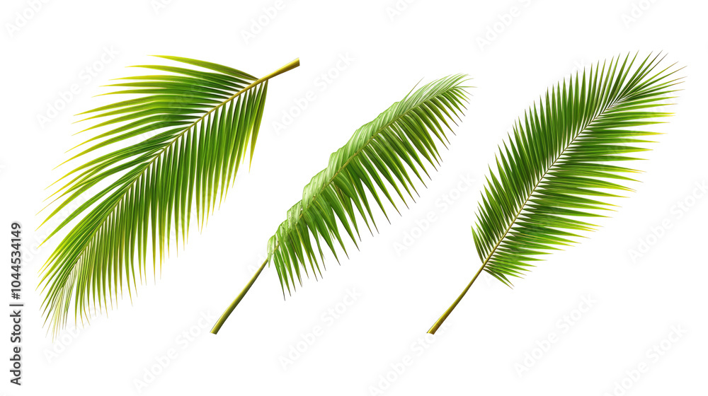 Vibrant Green Palm Tree Leaves Isolated on a Transparent Background Generative AI