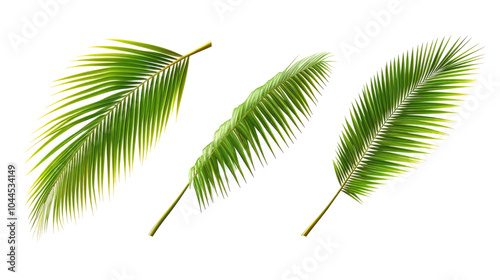 Obraz na płótnie Vibrant Green Palm Tree Leaves Isolated on a Transparent Background Generative AI w salonie