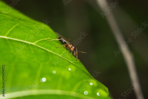 close up photo of a fruit fly on a leaf photo