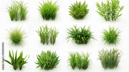 Nature's Carpet A Visual Guide to Different Grass Varieties 