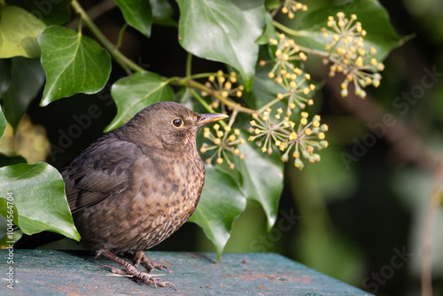 female Eurasian Blackbird (Turdus merula) among foliage