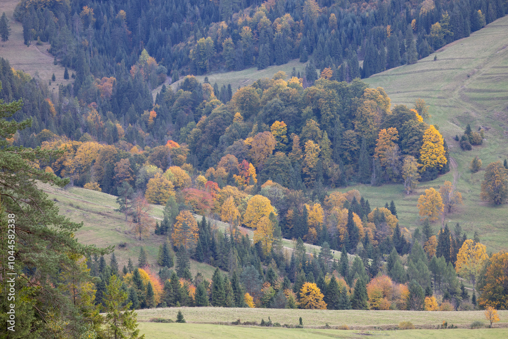 Picturesque view of the autumn landscape in the Pieniny Mountains, colorful leaves on the trees, Szczawnica, Poland