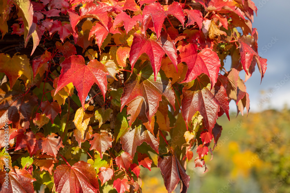 Picturesque view of red leaves of Parthenocissus (Virginia creeper), autumn landscape