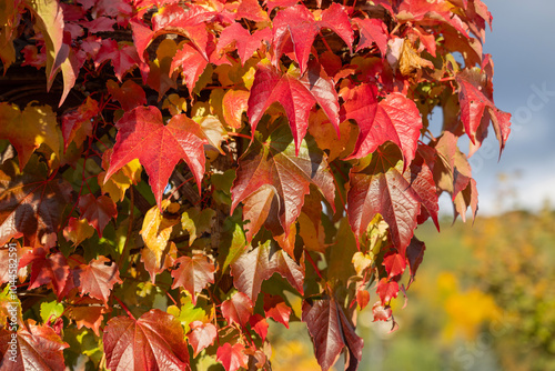 Obraz na płótnie Picturesque view of red leaves of Parthenocissus (Virginia creeper), autumn landscape w salonie