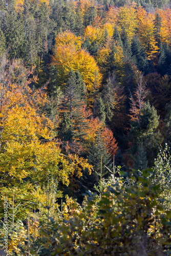 Picturesque view of the autumn landscape in the Pieniny Mountains, colorful leaves on the trees, Szczawnica, Poland photo