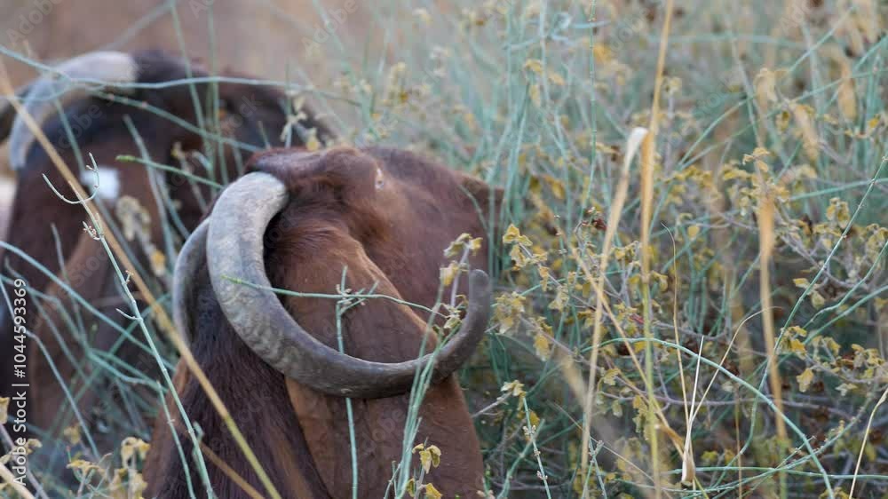 Goat eating blades of grass in the meadow Goat eating blades of grass in the meadow