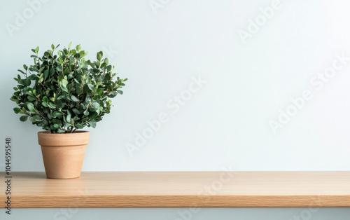 A potted plant sits gracefully on a wooden shelf against a light blue wall in a bright room