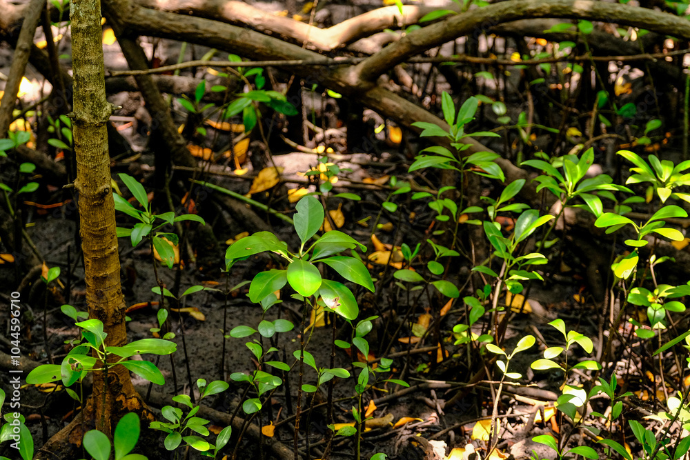 Fototapeta premium Close-Up Shots of Zanzibar's Lush Tropical Rainforest