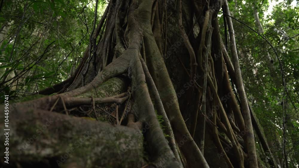 Scenic huge tree vines growing over native Australian tree. Scenic huge tree vines growing over native Australian tree.