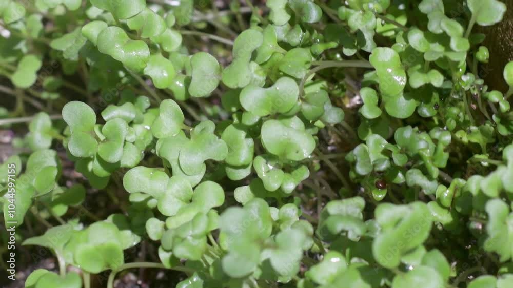 Seedlings of Broccoli in vegetable garden. Top down, Close up. Healthy food concept Seedlings of Broccoli in vegetable garden. Top down, Close up. Healthy food concept