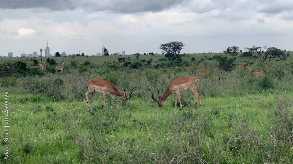 Thompson gazelles and giraffes with a view of Nairobi city in Nairobi national park Kenya Thompson gazelles and giraffes with a view of Nairobi city in Nairobi national park Kenya