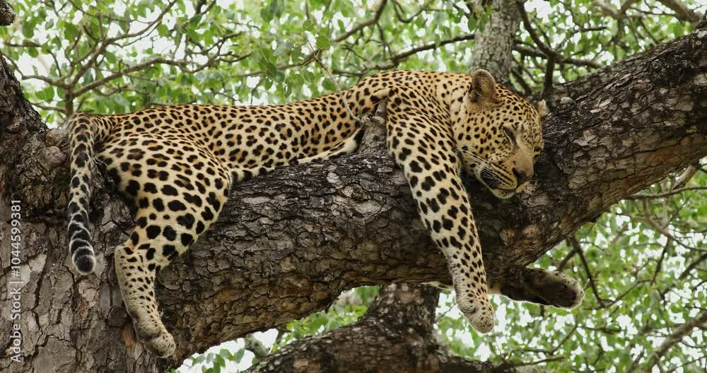 A majestic leopard lounges comfortably on a sturdy tree branch in the Sabi Sands region of South Africa, enjoying the warmth of the afternoon sun and the tranquility of its surroundings. A majestic leopard lounges comfortably on a sturdy tree branch in the Sabi Sands region of South Africa, enjoying the warmth of the afternoon sun and the tranquility of its surroundings.