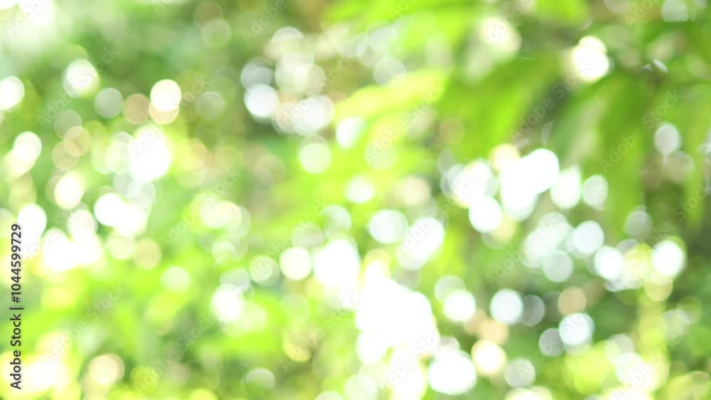 blur tree bokeh in garden, natural blurred leaf green at summer, forest blur, environment ecology or greenery abstract texture background blur tree bokeh in garden, natural blurred leaf green at summer, forest blur, environment ecology or greenery abstract texture background