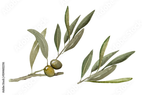 Watercolor illustration of olive branch with olives, with ripe and green olives.