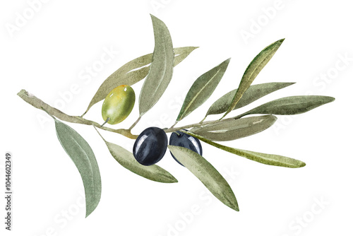 Watercolor illustration of olive branch with olives, with ripe and green olives. photo