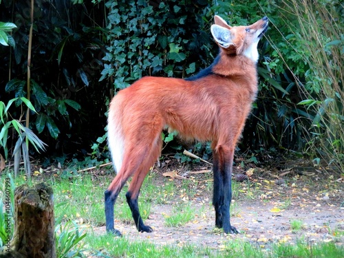 Renard photo