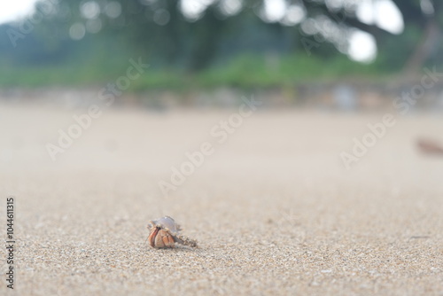 hermit crab running on the sand