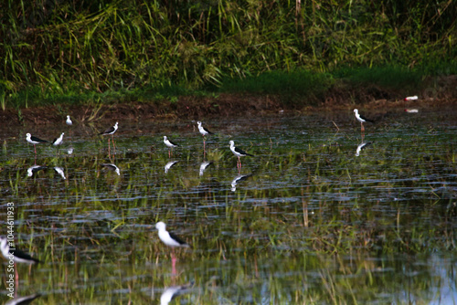 In other provinces, before rice farming, water is released, causing flocks of birds to come and eat shrimp, shellfish, crabs, and fish. It looks fresh and beautiful.