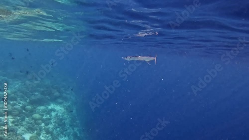 Wallpaper Mural Needlefish swimming close to the ocean surface above the corals near Ellaidhoo island, the Maldives Torontodigital.ca