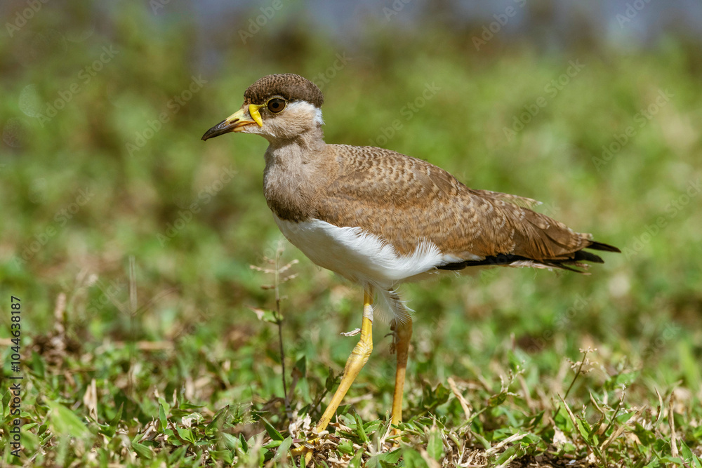 Obraz premium Yellow Wattled Lapwing, Vanellus malabaricus. Endemic to the Indian Subcontinent, Juvenile, Bhigwan, Maharashtra, India