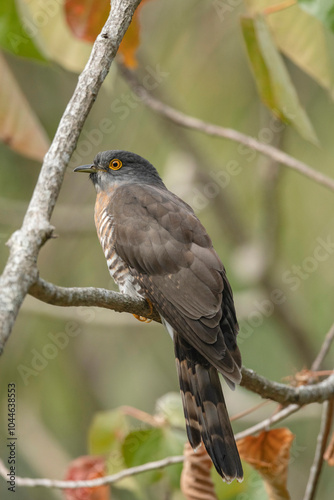 The common hawk-cuckoo, Hierococcyx varius, popularly known as the brainfever bird, Ryshop, West Bengal, India photo