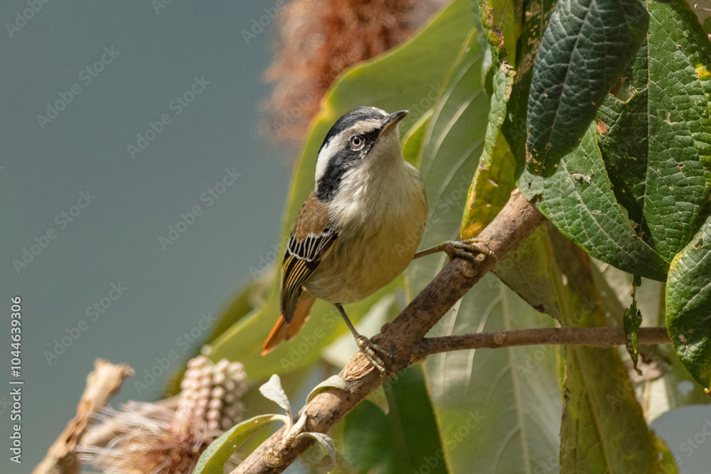 Fototapeta premium Red-tailed minla, Minla ignotincta, Ryshop, West Bengal, India