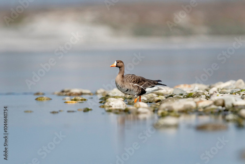 The greater white-fronted goose, Anser albifrons, Gajoldoba or Gojaldoba, West Bengal, India