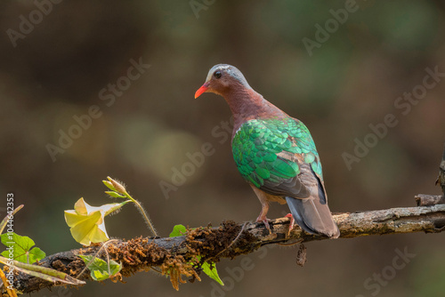 Asian Emerald Dove, Chalcophaps indica, Western Ghats, India