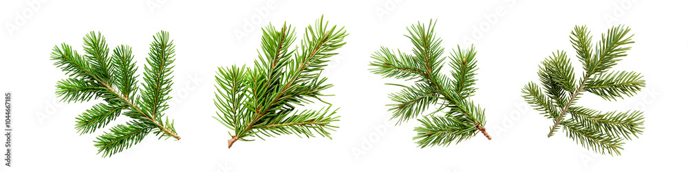 Twigs of green fir tree branches isolated on white Twigs of green fir tree branches isolated on white