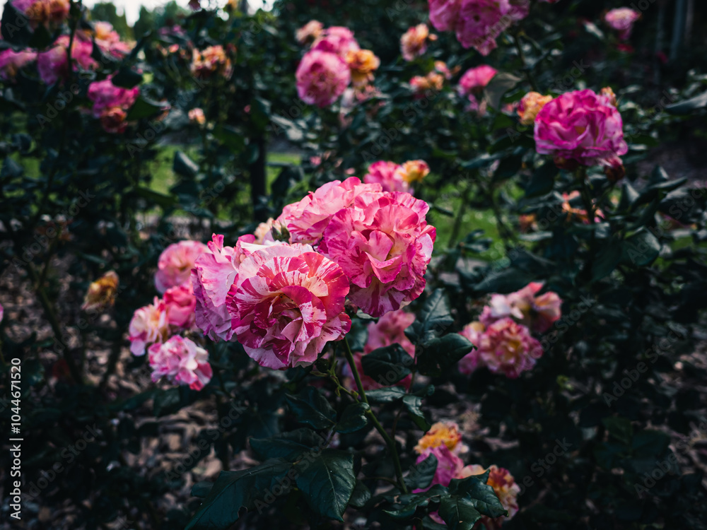 Pink roses in the garden Pink roses in the garden