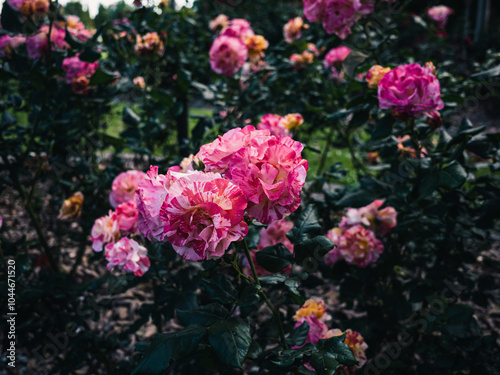 Pink roses in the garden