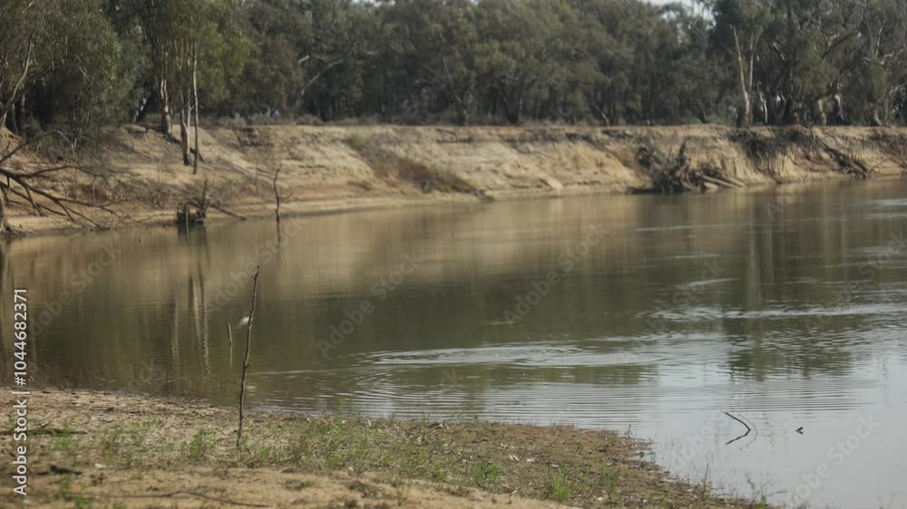 Water birds in the Australian outback swimming in the Murray River.