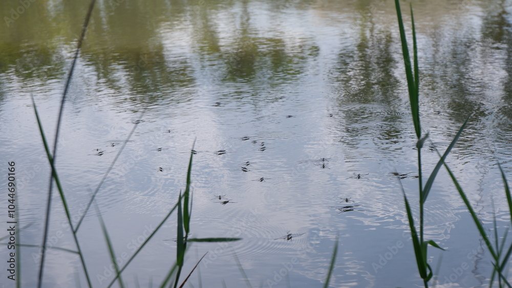 gerridae in the water in lake gerridae in the water in lake