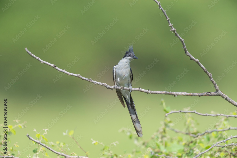 Obraz premium Great Rann of Kutch, Gujarat, India, Pied Cuckoo, Clamator jacobinus