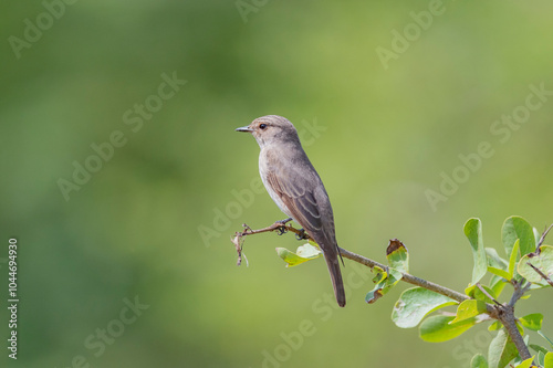 Great Rann of Kutch, Gujarat, India, Spotted Flycatcher, Muscicapa striata photo