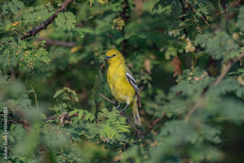 Great Rann of Kutch, Gujarat, India, White-tailed Iora, Aegithina nigrolutea photo