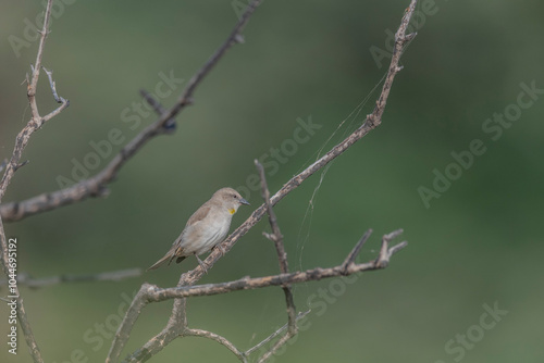 Great Rann of Kutch, Gujarat, India, Yellow-throated Sparrow, Gymnoris xanthocollis photo