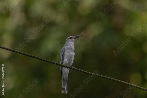 Andaman Islands, India, Large Cuckooshrike photo