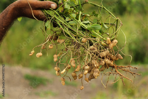 Organic farm. Farmer holding freshly harvested peanuts with roots in a field. Farmer picking peanuts. Man hand holding peanut plant or arachis hypogaea which has just been harvested Autumn harvesting.